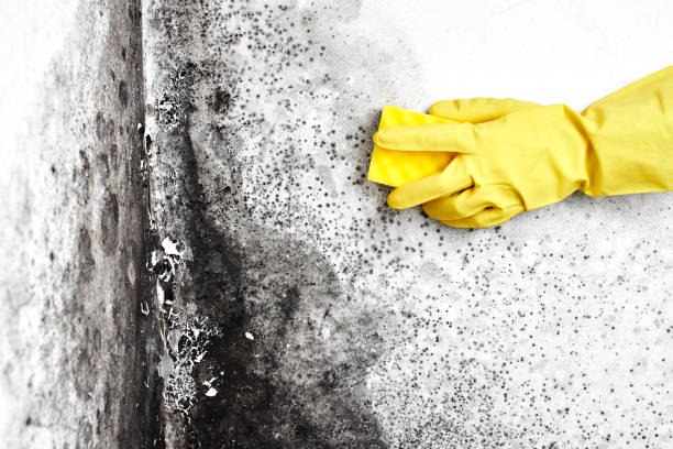 Best Mold Prevention Services  in Bells, TX