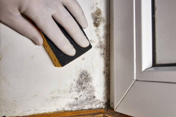 Best Residential Mold Inspection & Testing  in Bells, TX